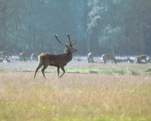 Kronvildt i Høstemark skov
