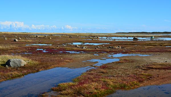 Naturturist - Rønnerne på Læsø
