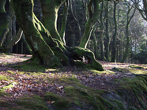 Troldeskov i Rold Skov