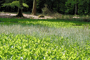 Kærmysse (Calla palustris) i vandhul i Skindbjerglund