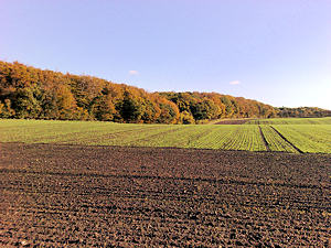 Skovbryn mod syd, Skindbjerglund