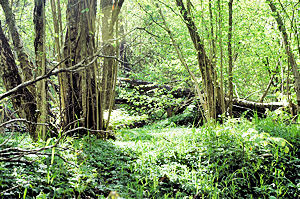 Egeskovi Skindbjerglund
